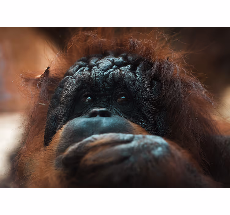 動物 壁画 オランウータンの思慮深い視線 - TENSTICKERS
