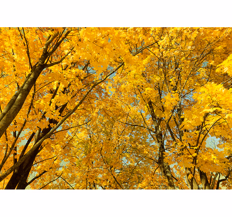 壁画 木 黄色の紅葉 - TENSTICKERS
