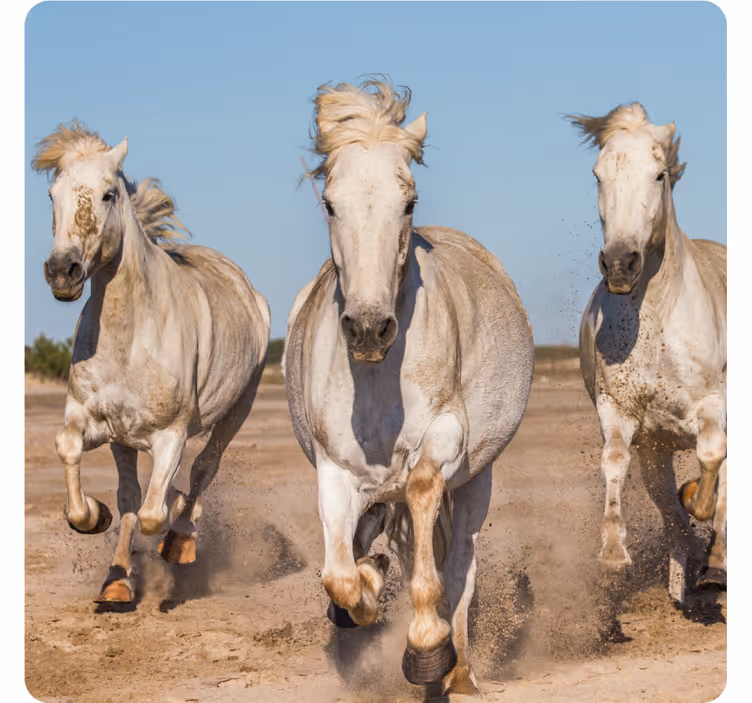 現代のコースターを走る3頭の馬 - TENSTICKERS