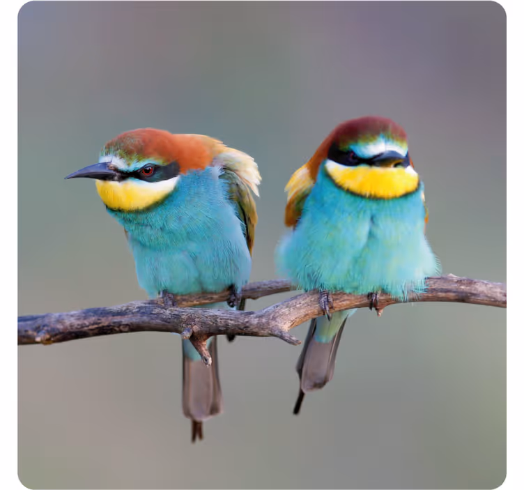 現代のコースター 色とりどりの鳥がとまる - TENSTICKERS