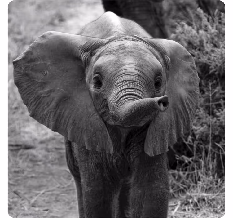 ビンテージ コースター 愛らしい赤ちゃんゾウ - TENSTICKERS