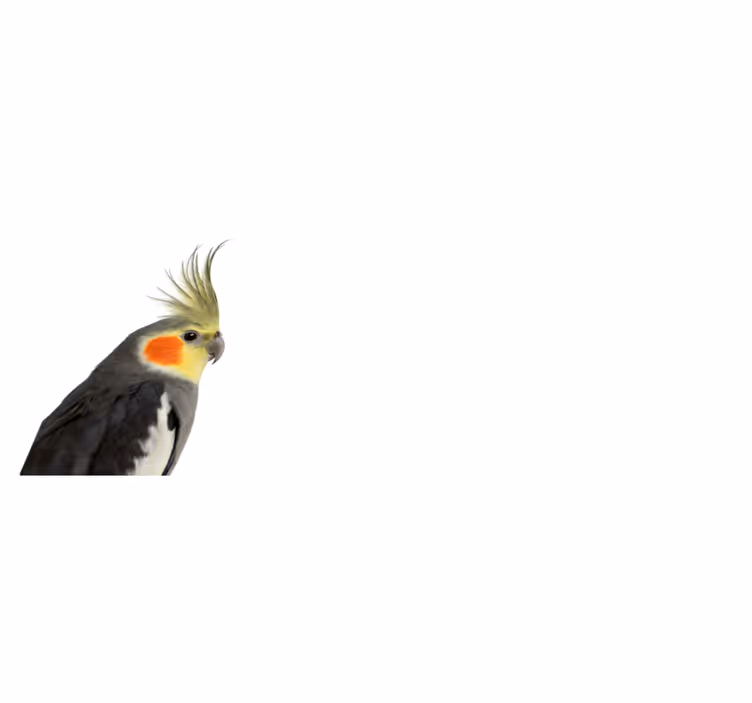 動物 ビニールマット オカメインコのシルエット - TENSTICKERS