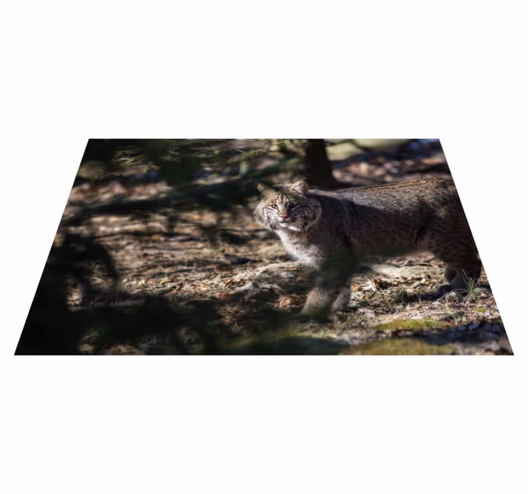 動物 ビニールマット 野生の猫のシーン - TENSTICKERS