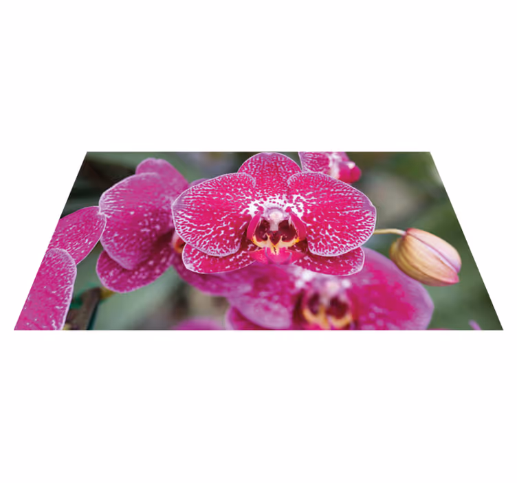 花と植物の壁画鮮やかな蘭の花々 - TENSTICKERS
