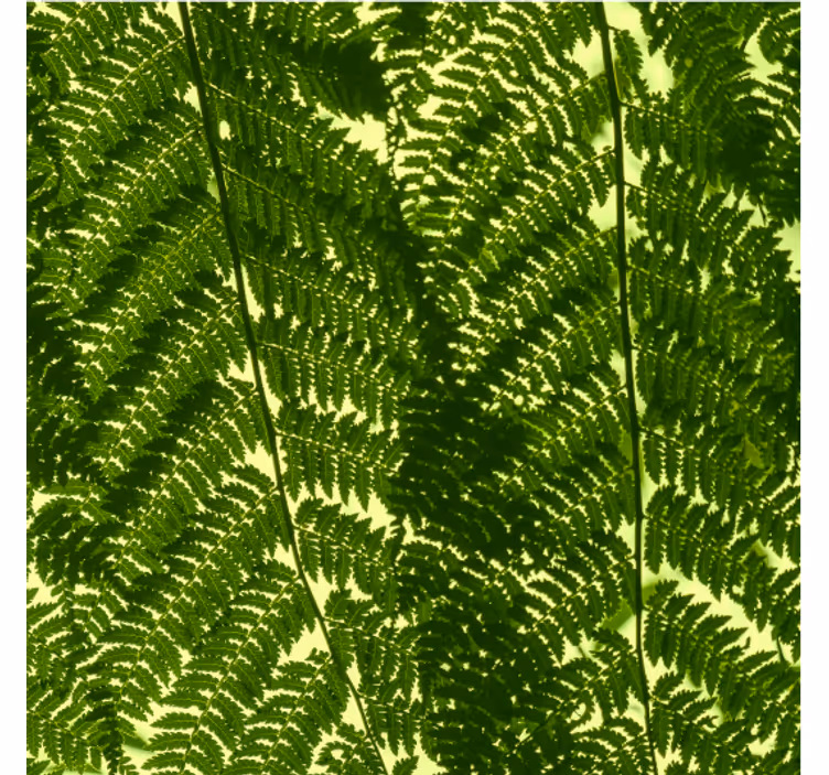 ノルディック壁紙 緑のシダ植物 - TENSTICKERS