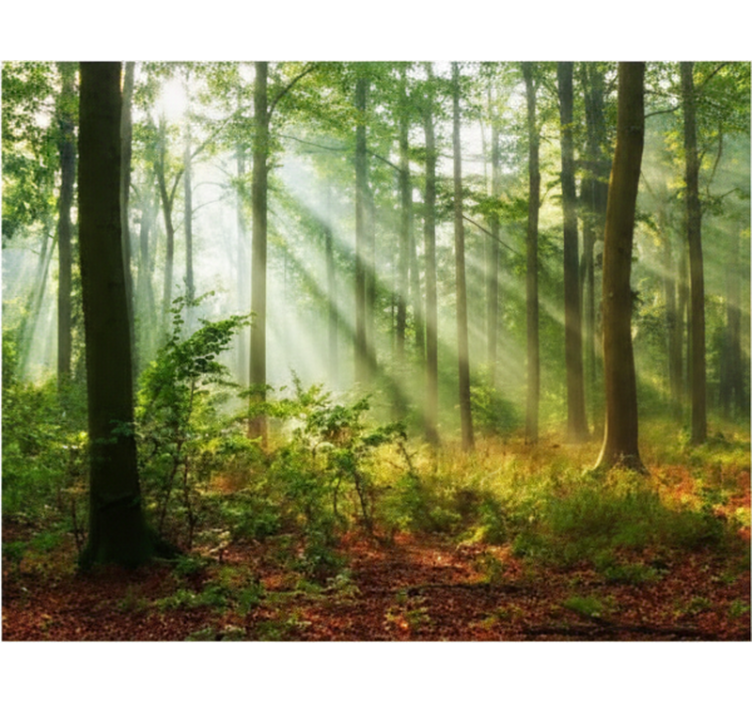 ブラインド 木 森の自然光 - TENSTICKERS