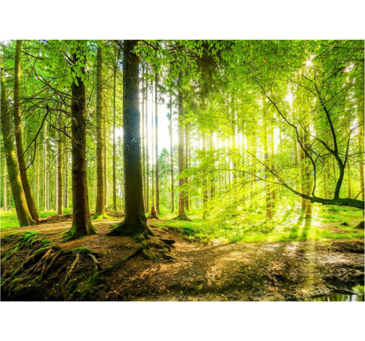 ブラインド 木 豊かな山谷 - TENSTICKERS