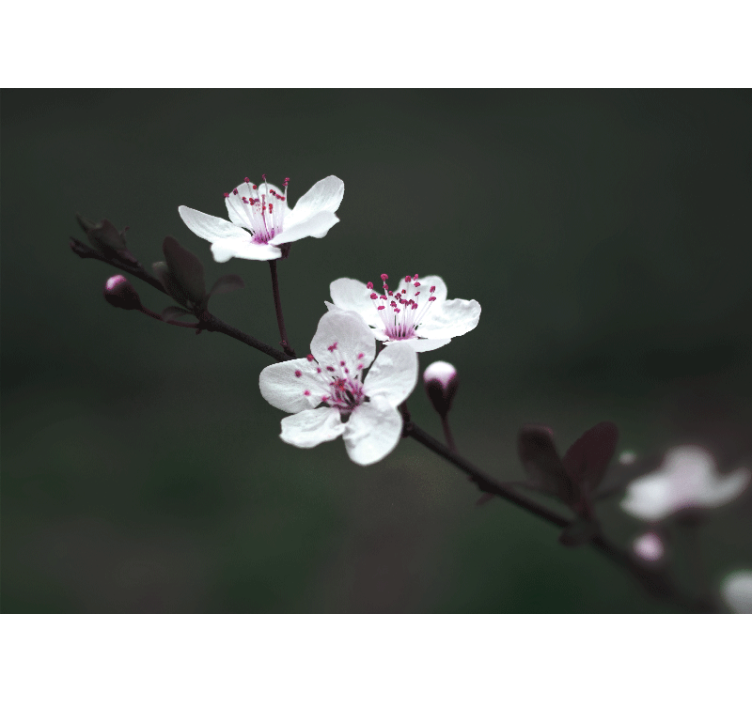 リビング カーテン ブラインド 優雅な女性らしい桜 - TENSTICKERS