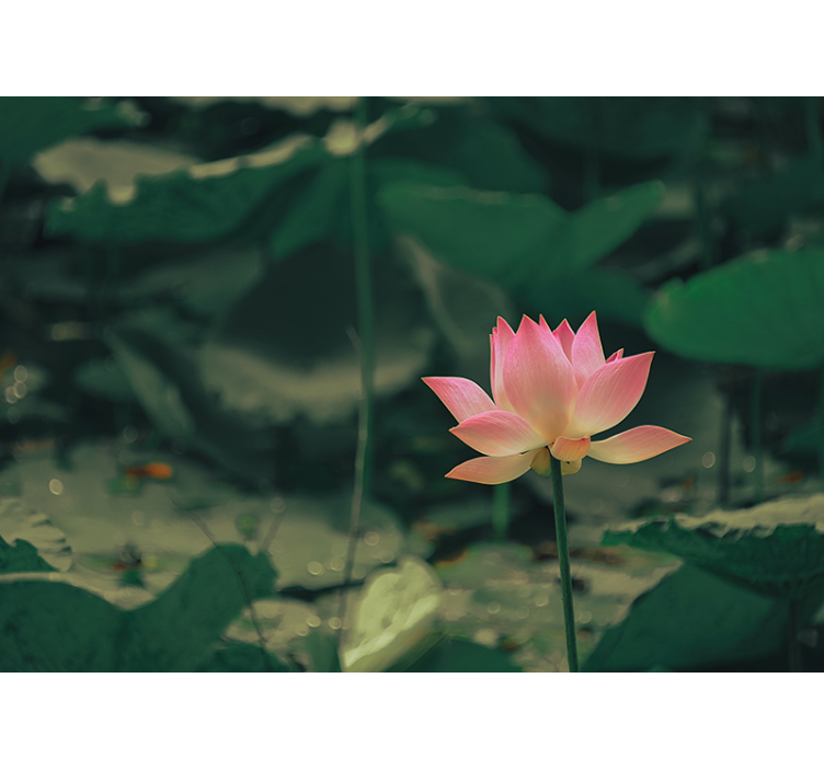 ブラインド 緑 ピンクフラワー - TENSTICKERS