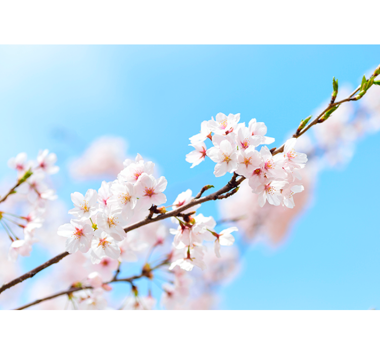 リビング カーテン ブラインド 白い桜の花 - TENSTICKERS