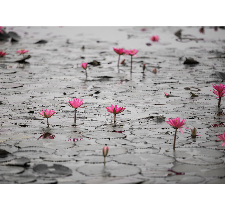 リビング カーテン ブラインド 水面のグレーのハスの花 - TENSTICKERS