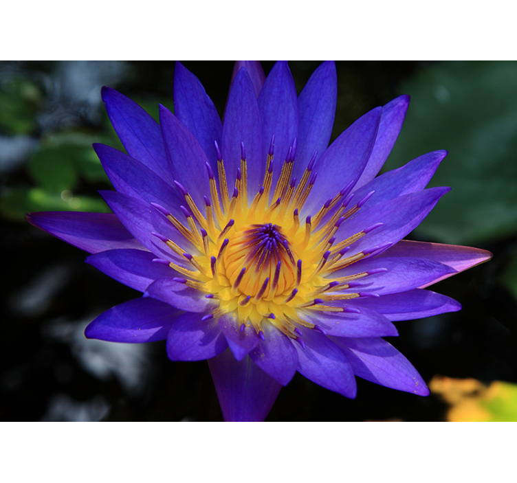 リビング カーテン ブラインド 紫の蓮の花 - TENSTICKERS