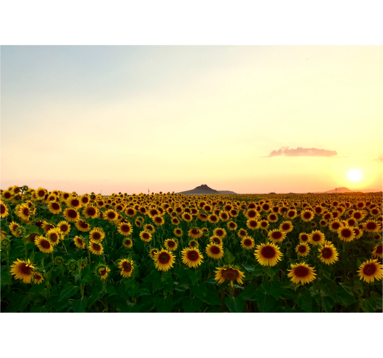 リビング カーテン ブラインド 花々の美しい風景 - TENSTICKERS