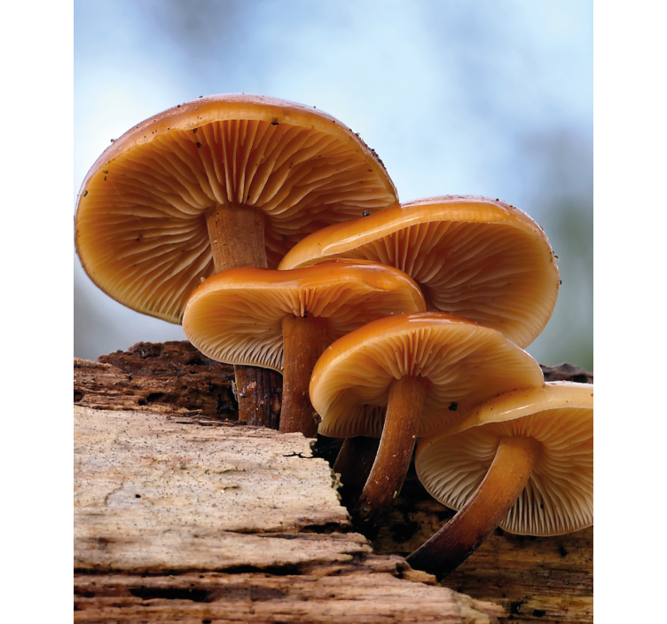 ブラインド 花や植物 キノコの成長 - TENSTICKERS