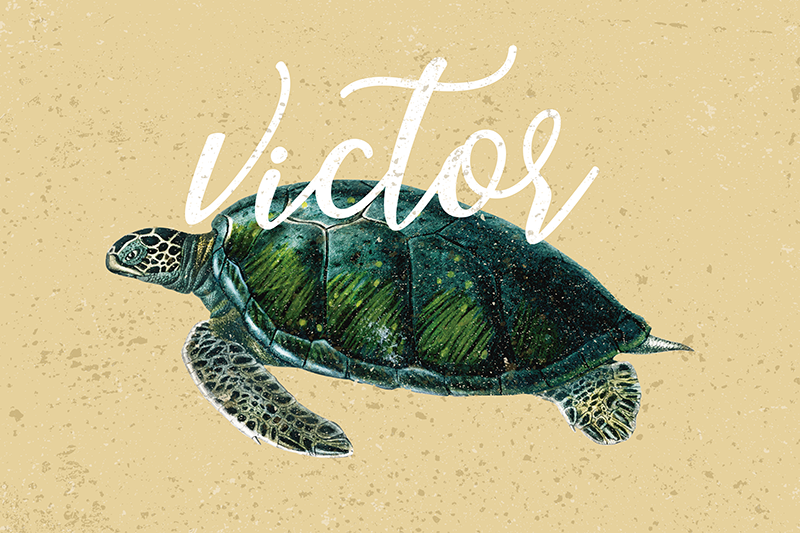 名前のカメプレースマットとウミガメ - TENSTICKERS