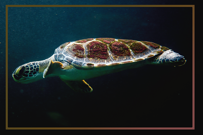 オリジナル ランチョンマット カメの水辺風景 - TENSTICKERS