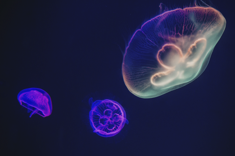 色とりどりのクラゲの魚のマット - TENSTICKERS