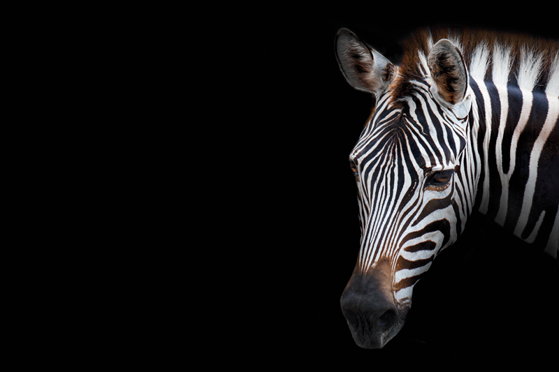 オリジナルランチョンマットシマウマの頭部クローズアップ - TENSTICKERS