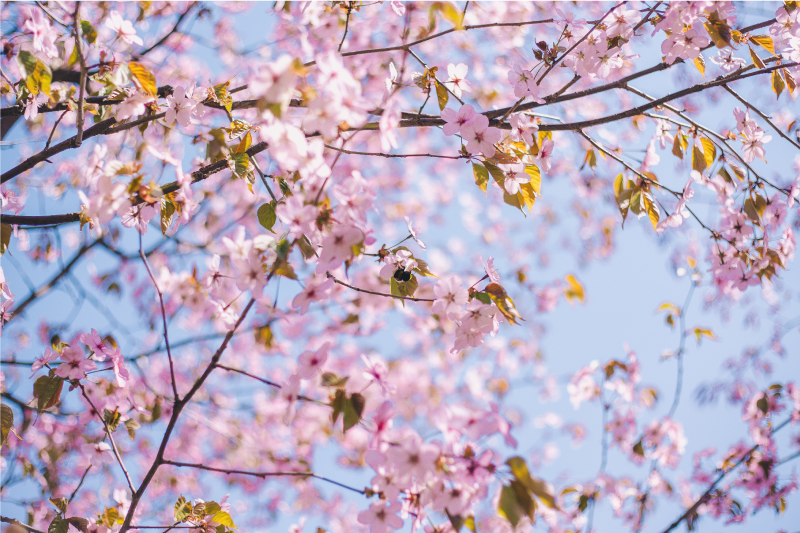 青い背景のプレースマットの桜 - TENSTICKERS