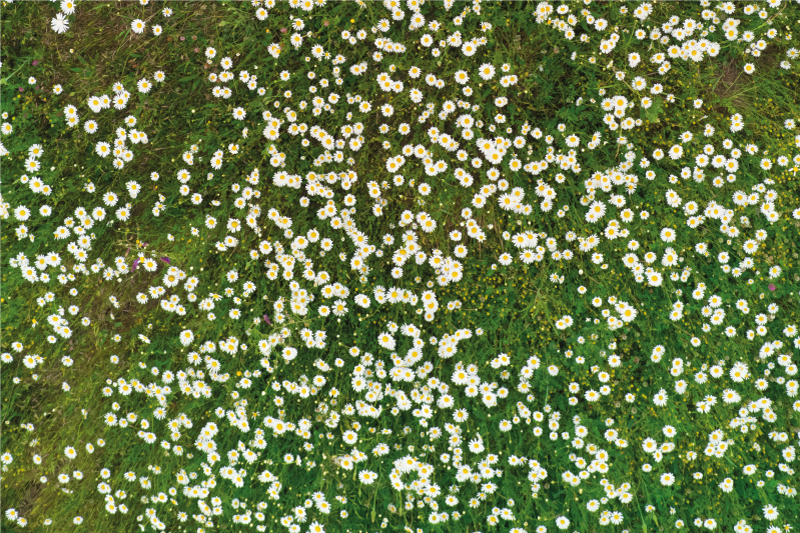 ランチョン マット 柄 フレッシュフラワーパターン - TENSTICKERS