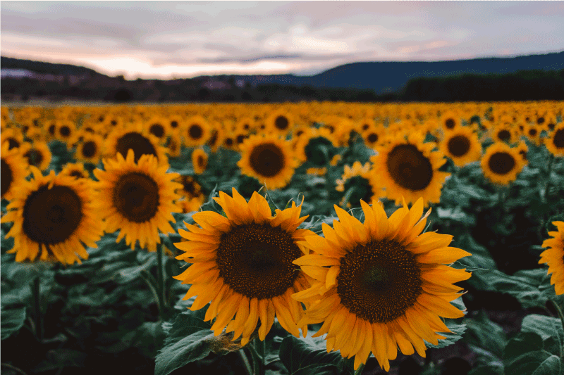 オリジナル ランチョンマット ひまわり畑の風景 - TENSTICKERS