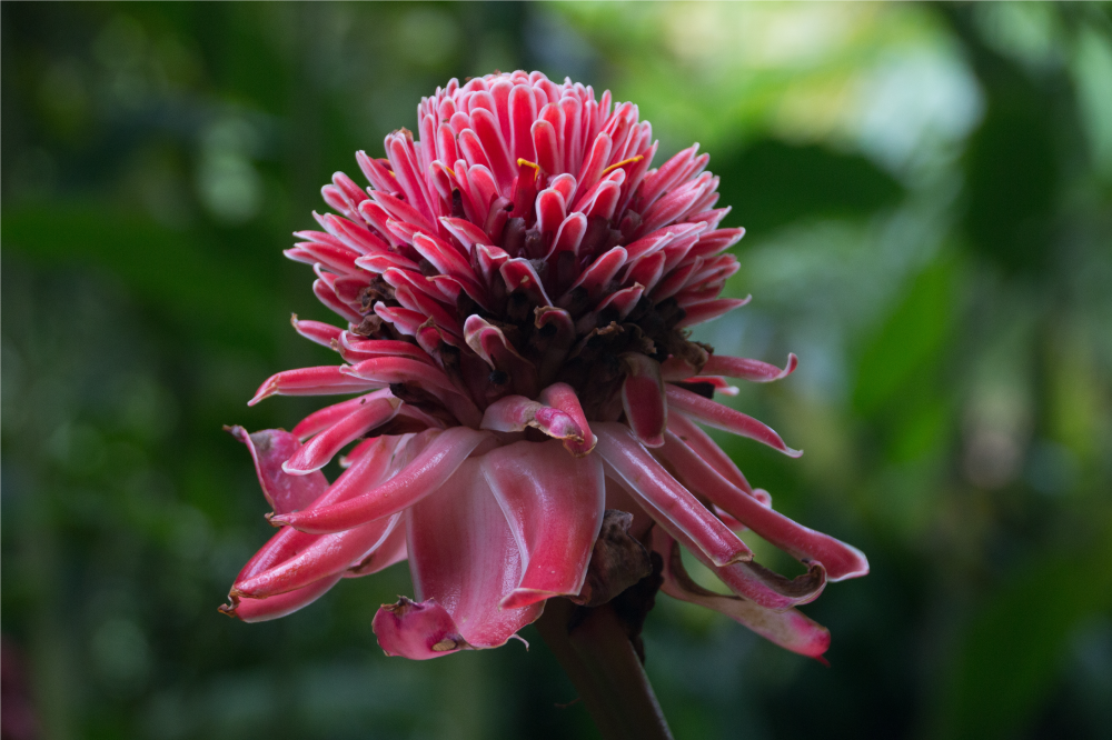 オリジナル ランチョンマット トロピカルフラワーアレンジメント - TENSTICKERS