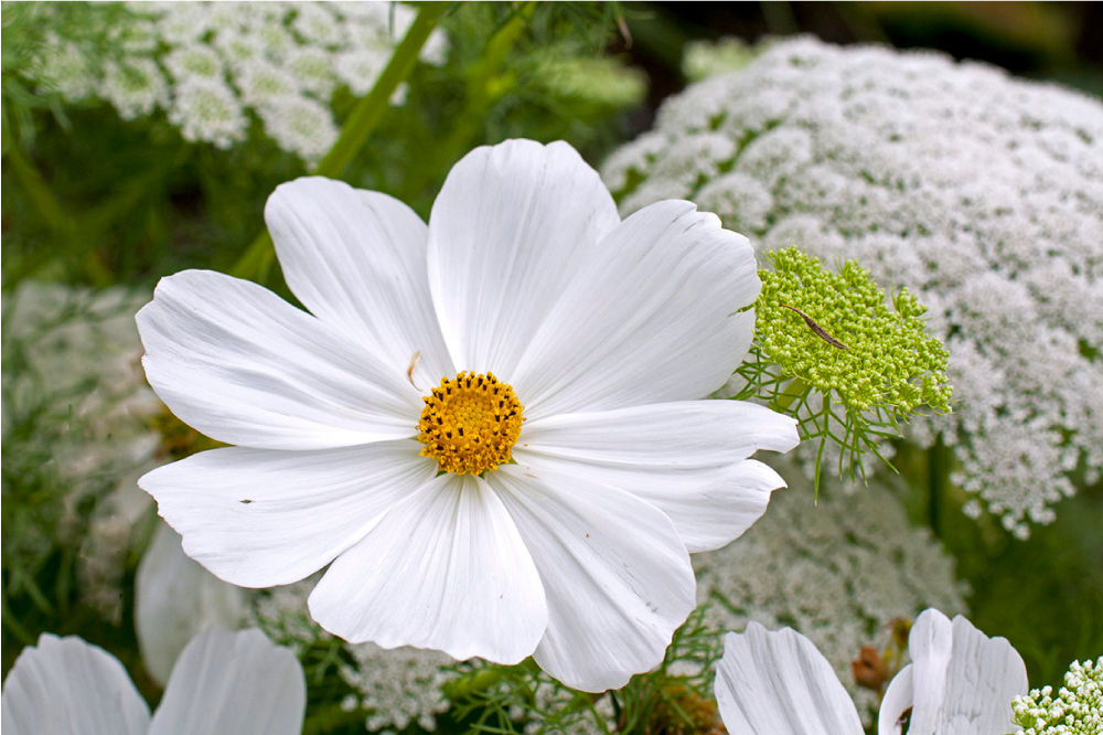 オリジナル ランチョンマット エレガントホワイトブロッサム - TENSTICKERS