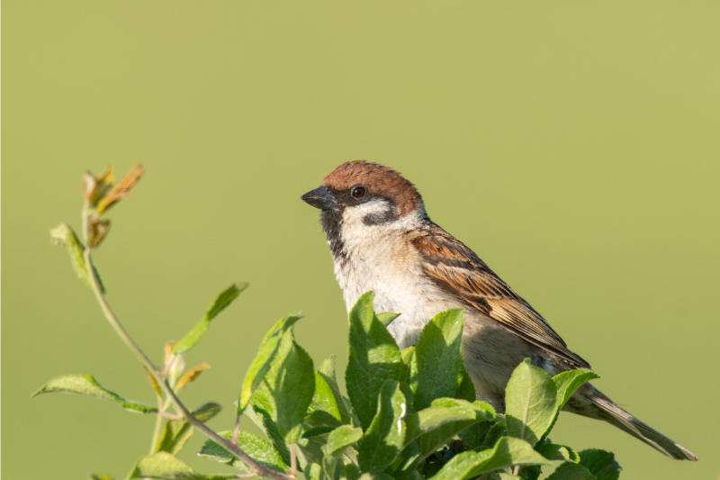 テーブル クロス モダン 緑の鳥 - TENSTICKERS