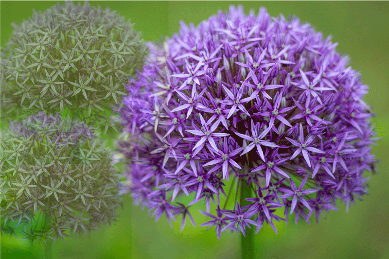 ランチョン マット 柄 紫色の鮮やかな花 - TENSTICKERS