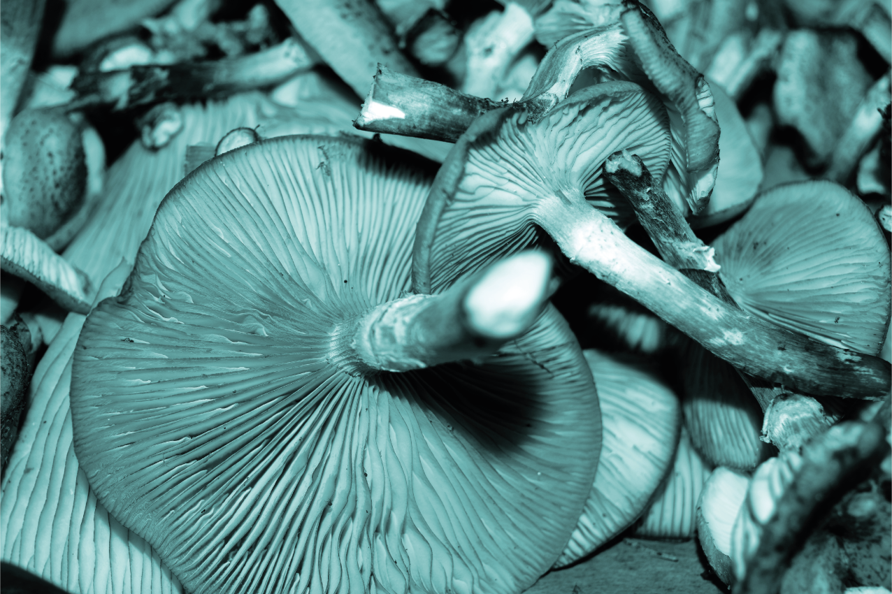 ランチョン マット 柄 キノコのクローズアップ - TENSTICKERS