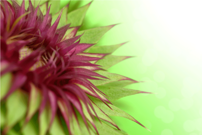 ランチョンマット エレガント ひしつ - TENSTICKERS