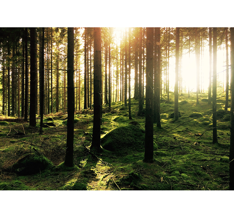 森の壁の壁画の隠れ家 - TENSTICKERS