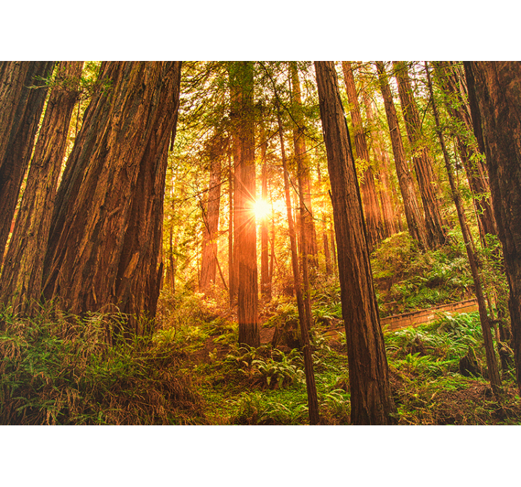 森の壁の壁画 太陽の光が差し込む森の風景 - TENSTICKERS