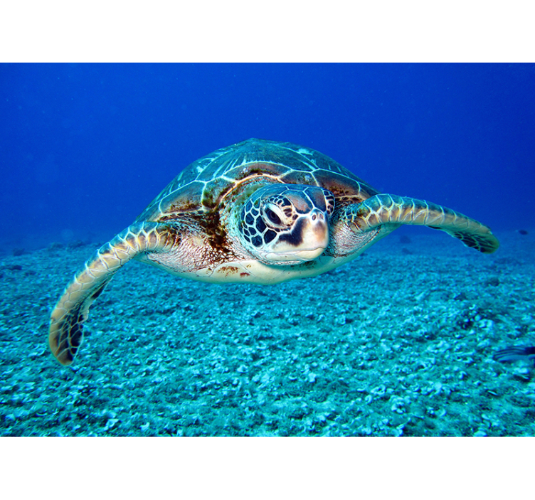 タイマイウミガメ動物壁壁画 - TENSTICKERS