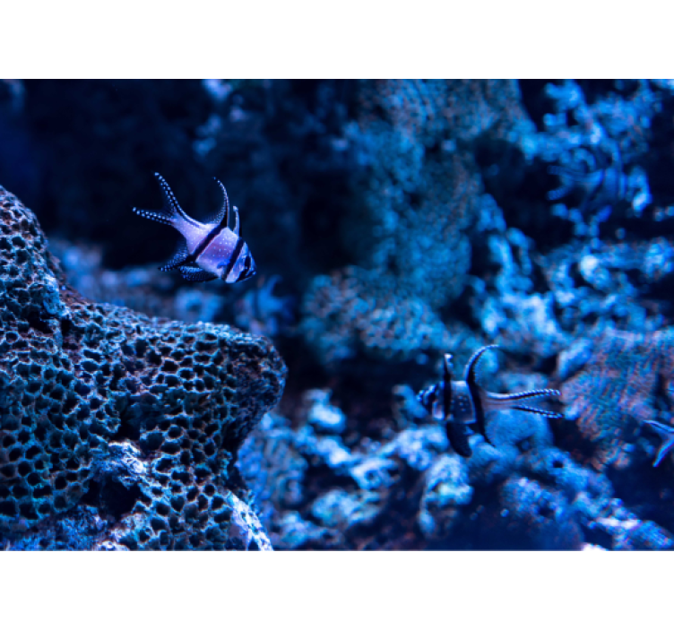 動物 壁画 サンゴ礁の魚 - TENSTICKERS