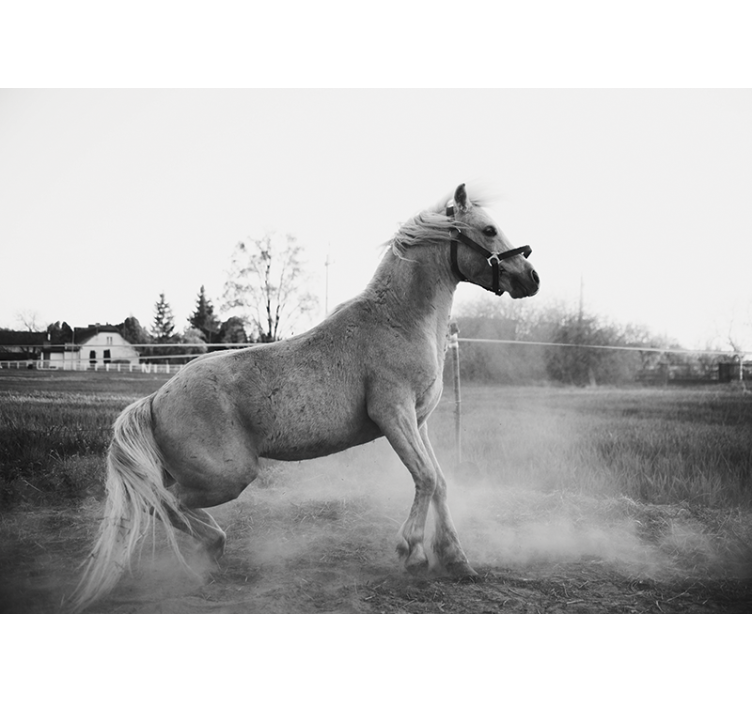 動物 壁画 駆けるポニー - TENSTICKERS