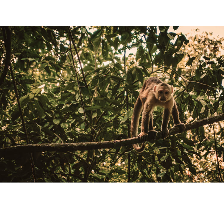 アマゾンのサルの壁画 - TENSTICKERS