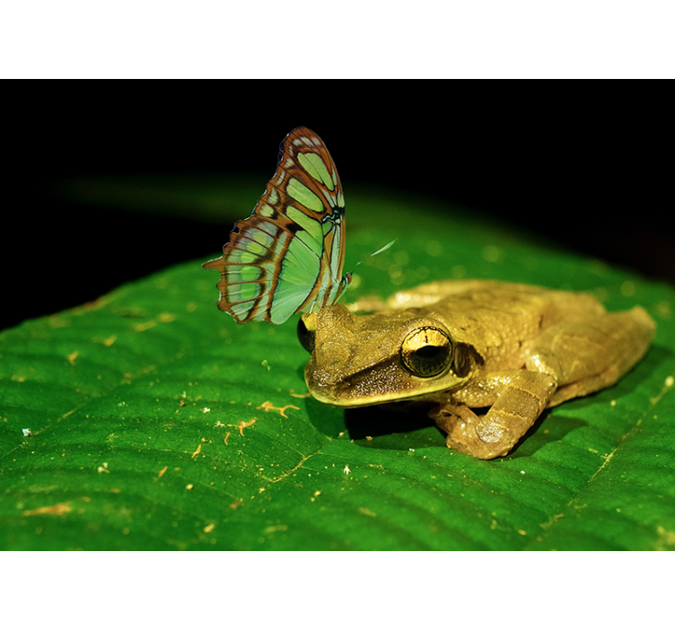 動物 壁画 カエルと蝶 - TENSTICKERS