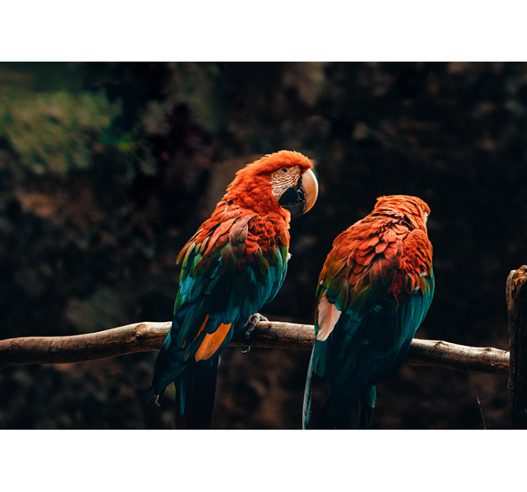 カラフルなオウムの壁の壁画 - TENSTICKERS