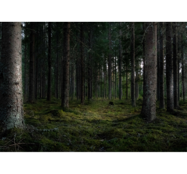 森の壁の壁画豊かな森の風景 - TENSTICKERS