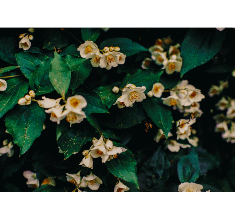 花 柄 壁画 繊細な白い花々 - TENSTICKERS