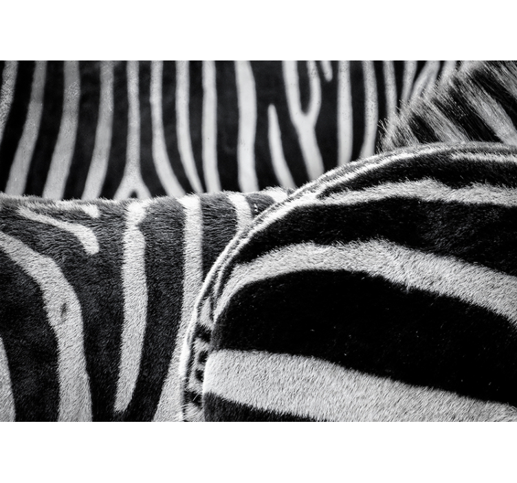 動物 壁画 リアルなシマウマの縞模様 - TENSTICKERS