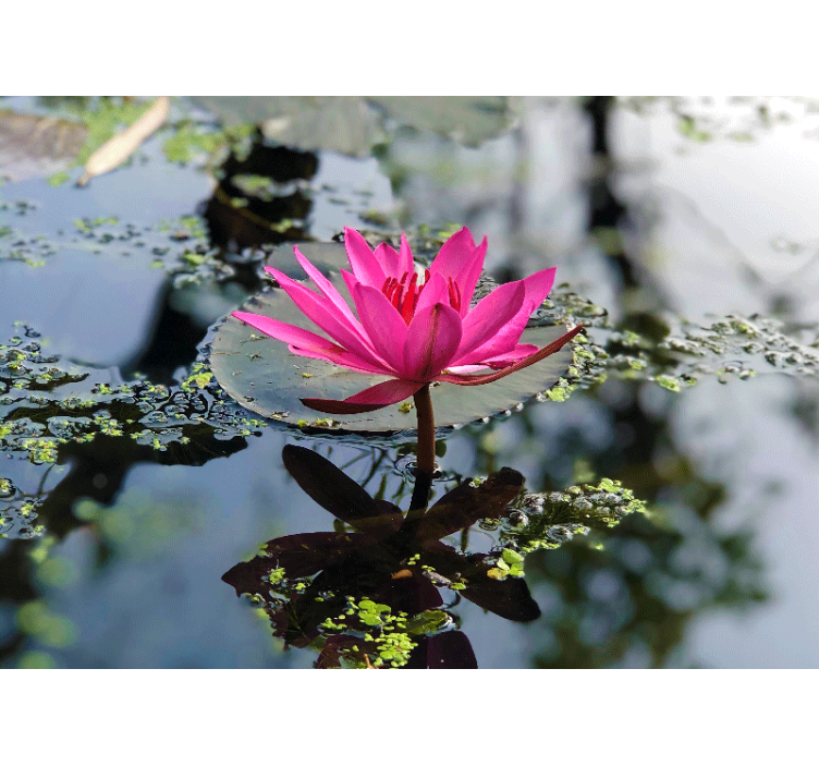 美しい蓮の花の水壁の壁画 - TENSTICKERS