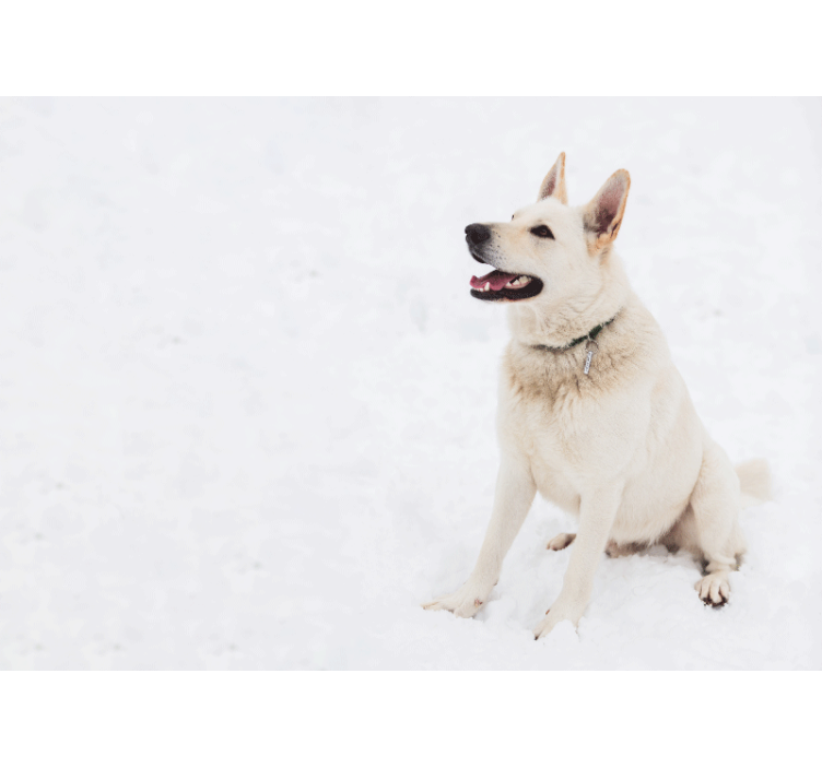 動物 壁画 幸せな白い犬 - TENSTICKERS