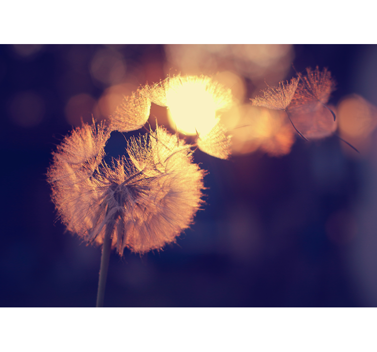 ケシの壁の壁画 タンポポの綿毛の輝き - TENSTICKERS