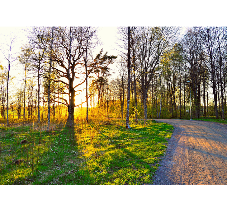 自然 壁画 晴れた森の小道 - TENSTICKERS