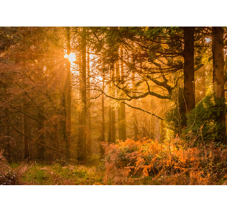 自然 壁画 照らされた森の風景 - TENSTICKERS