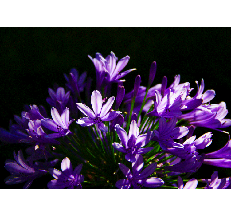 花 柄 壁画 紫色の花の美しさ - TENSTICKERS