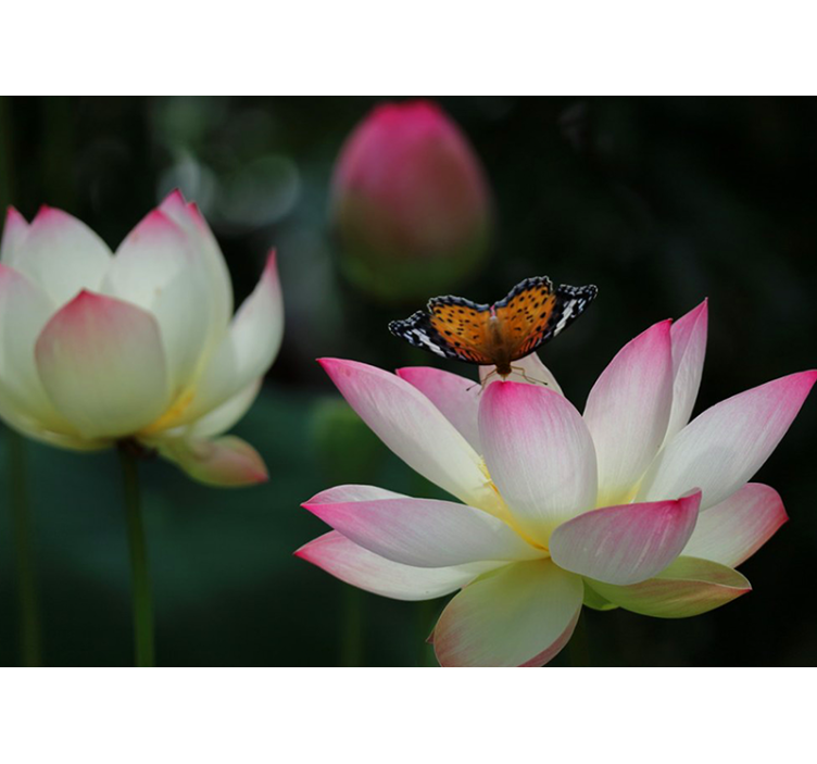 蝶の壁の壁画と明るい蓮の花 - TENSTICKERS