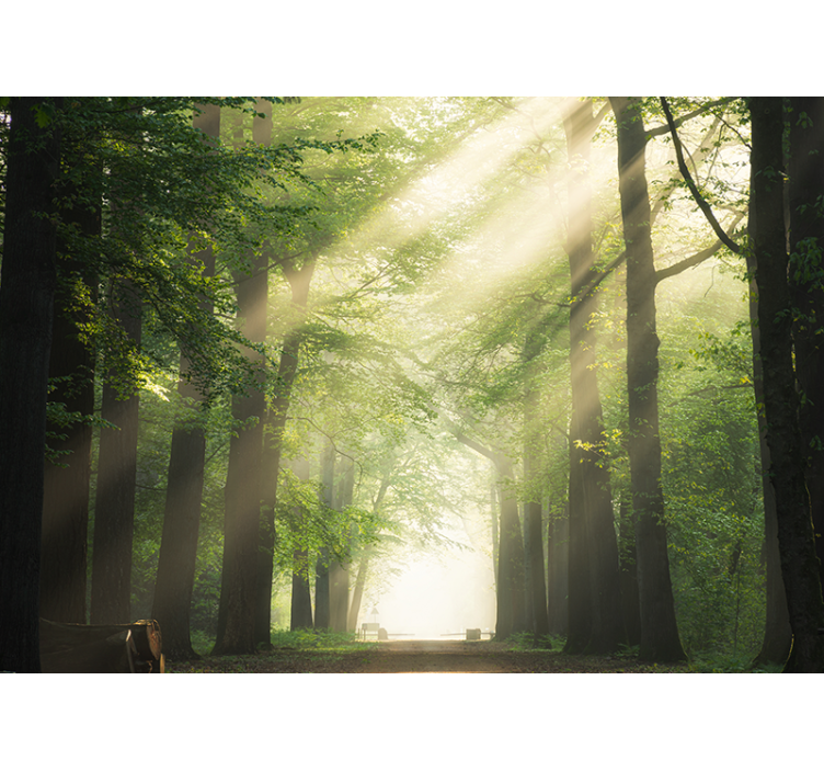 森の壁の壁画 輝く緑の森 - TENSTICKERS